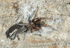 Kukulcania