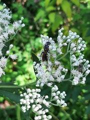 Myzinum obscurum
