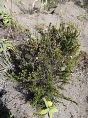 Arcytophyllum thymifolium