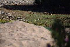 Motacilla alba alba