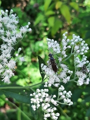 Myzinum obscurum