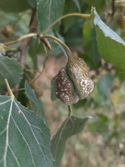 Pemphigus spyrothecae