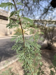 Vachellia farnesiana