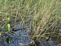 Panicum repens