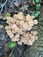 Desarmillaria tabescens