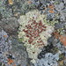 Ophioparma ventosa - Photo (c) bernicemitchener,  זכויות יוצרים חלקיות (CC BY-NC), הועלה על ידי bernicemitchener