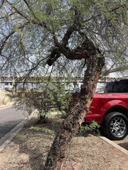 Vachellia farnesiana