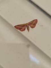 Leptostales laevitaria