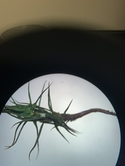 Polytrichastrum alpinum