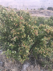Styrax officinalis