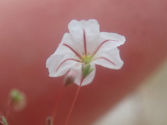 Eriogonum spergulinum