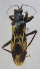 Reduviidae