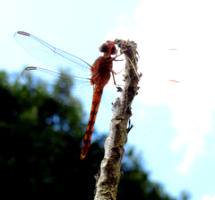 Orthemis discolor