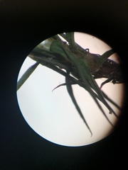 Polytrichastrum alpinum