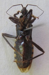 Reduviidae