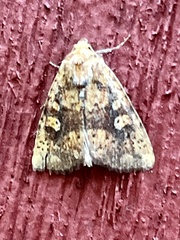 Perigea xanthioides