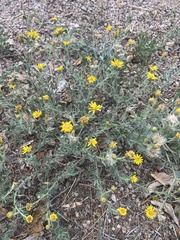 Heterotheca villosa
