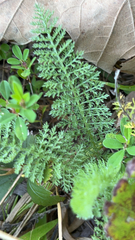 Achillea millefolium