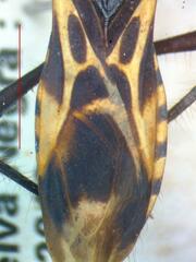 Reduviidae