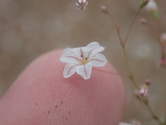 Eriogonum spergulinum