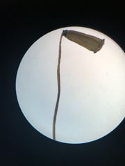Polytrichastrum alpinum