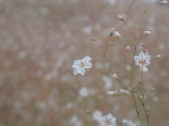 Eriogonum spergulinum