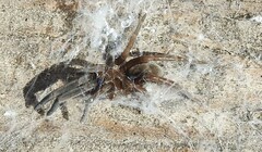 Kukulcania