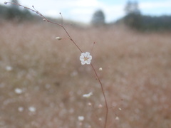 Eriogonum spergulinum
