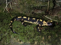 Salamandra salamandra