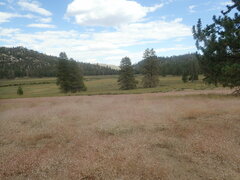 Eriogonum spergulinum
