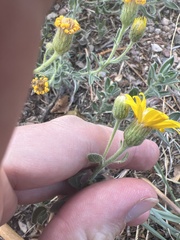 Heterotheca villosa