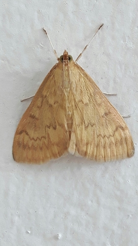 European Corn Borer Moth, photo 2 of 10