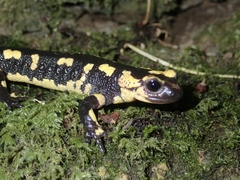 Salamandra salamandra