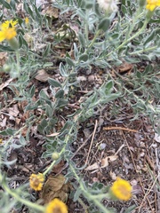 Heterotheca villosa