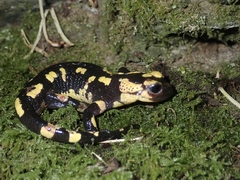 Salamandra salamandra