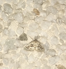 Anania murcialis
