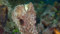 Ircinia