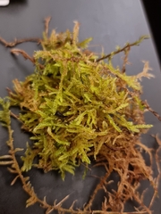 Hypnum cupressiforme