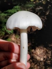 Amanita bisporigera