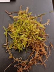 Hypnum cupressiforme