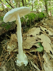 Amanita bisporigera