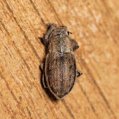 Naupactus peregrinus