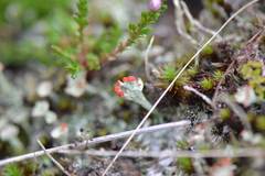 Cladonia pleurota