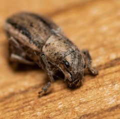 Naupactus peregrinus