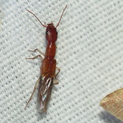 Biocrypta prospiciens