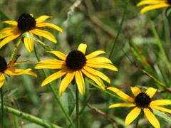 Rudbeckia fulgida