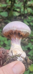Cortinarius traganus