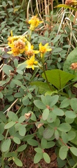 Solidago macrophylla