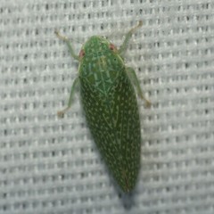 Rugosana