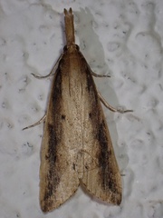 Schoenobius gigantella